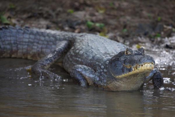 Tipos de jacarés - 4. Jacaré-açu (Melanosuchus niger) 