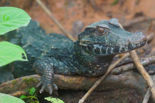 Tipos de jacarés - 6. Jacaré-coroa (Paleosuchus trigonatus)