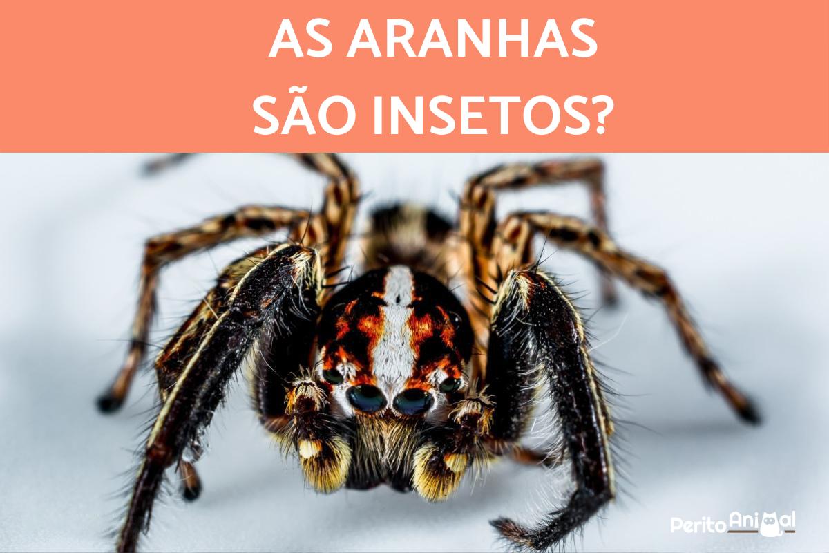 Aranha é inseto?