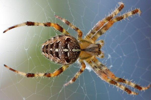 Aranha é inseto? - Características gerais das aranhas