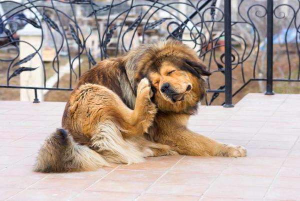 Verme tênia em cachorros - sintomas e tratamento - Ciclo biológico da tênia