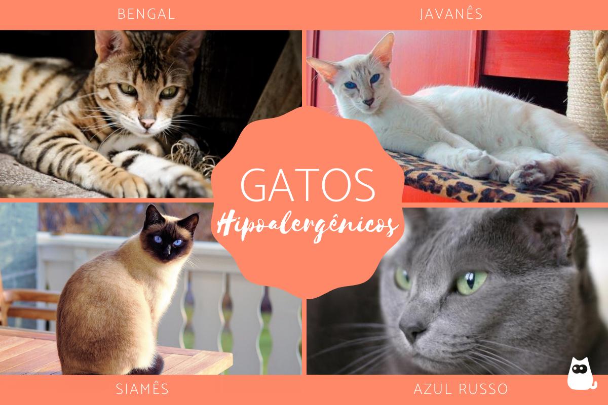 Raças de gatos hipoalergênicos
