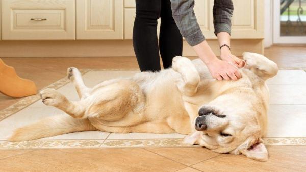 Cachorrro sente cócegas? - As áreas do corpo onde os cachorros são mais sensíveis