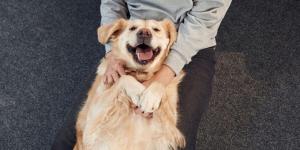 Cachorrro sente cócegas?