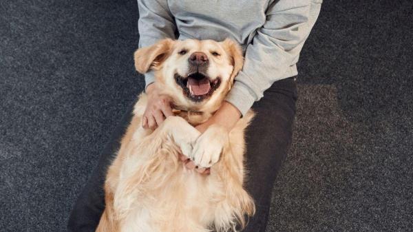 Cachorrro sente cócegas?