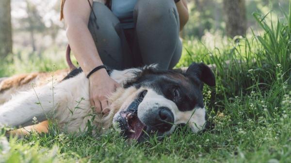 Cachorrro sente cócegas? - Como interpretar se o seu cachorro gosta ou se incomoda?