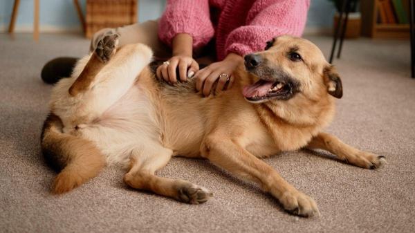 Cachorrro sente cócegas? - Como os cachorros reagem quando sentem cócegas?