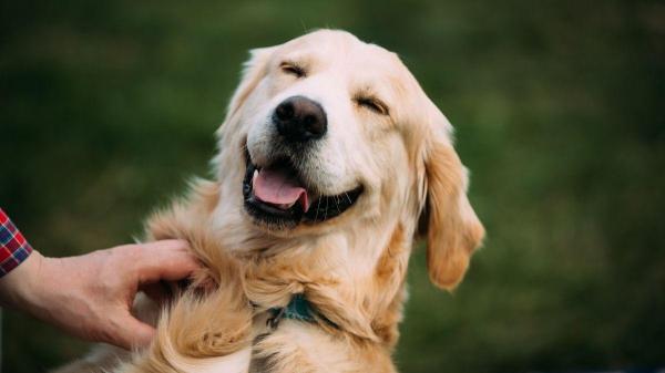Cachorrro sente cócegas? - Os cachorros podem sentir cócegas? O que diz a ciência