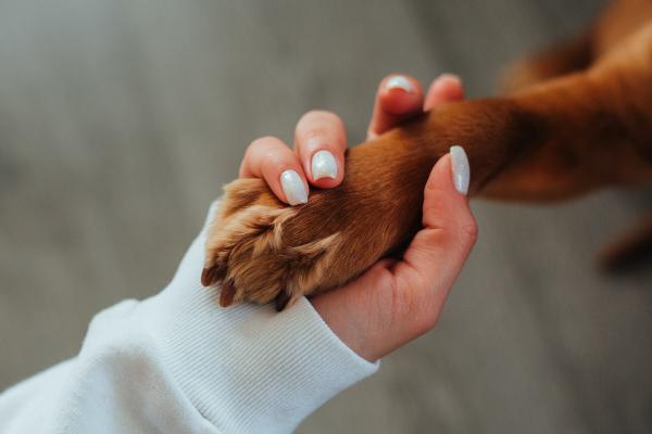 Como hidratar pata de cachorro - Qual o melhor hidratante para pata de cachorro?