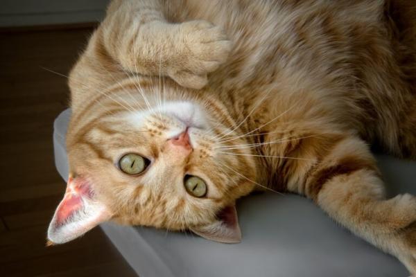 Gato polidactilo - Tudo o que você precisa saber