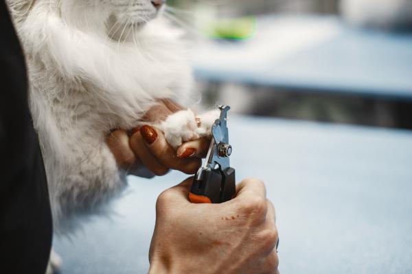 Gato polidactilo - Tudo o que você precisa saber - Quais raças de gatos são mais predispostas e ter polidactilia?