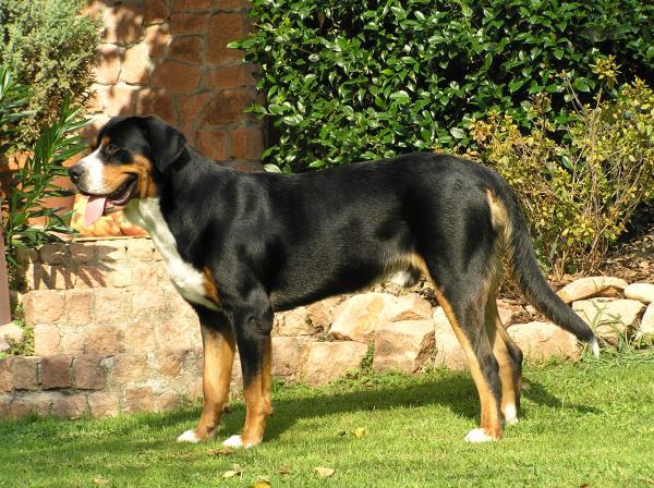 Top 10 de cães pastores - 10. Grande boiadeiro suíço