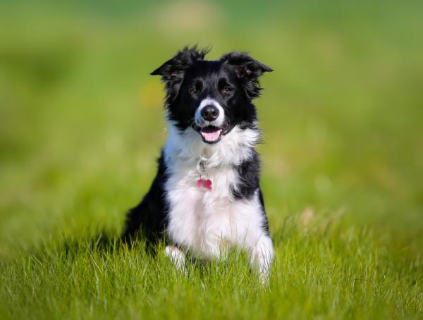 Top 10 de cães pastores - 1. Border Collie