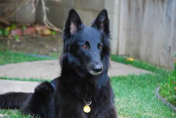 Top 10 de cães pastores - 3. Pastor Belga