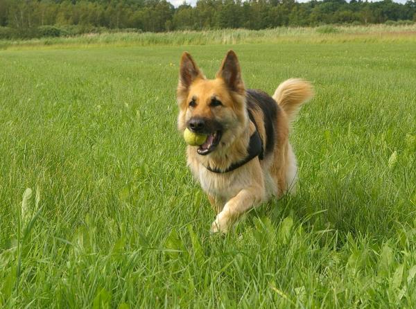 Top 10 de cães pastores - 4. Pastor Alemão