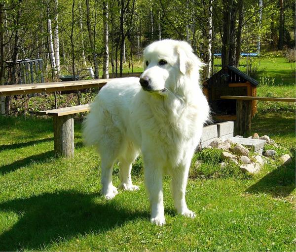 Top 10 de cães pastores - 6. Cão de montanha dos Pirenéus