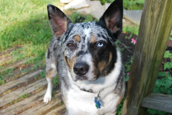 Top 10 de cães pastores - 9. Boiadeiro Australiano