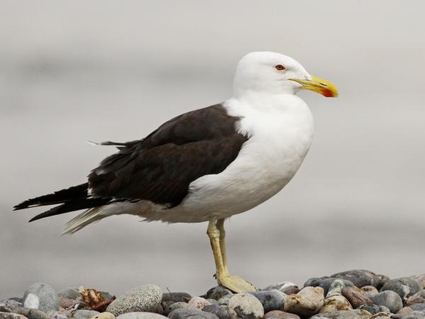 Curiosidades sobre as gaivotas - Gaivota brasileira