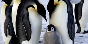 Reprodução sexuada dos animais: tipos e exemplos