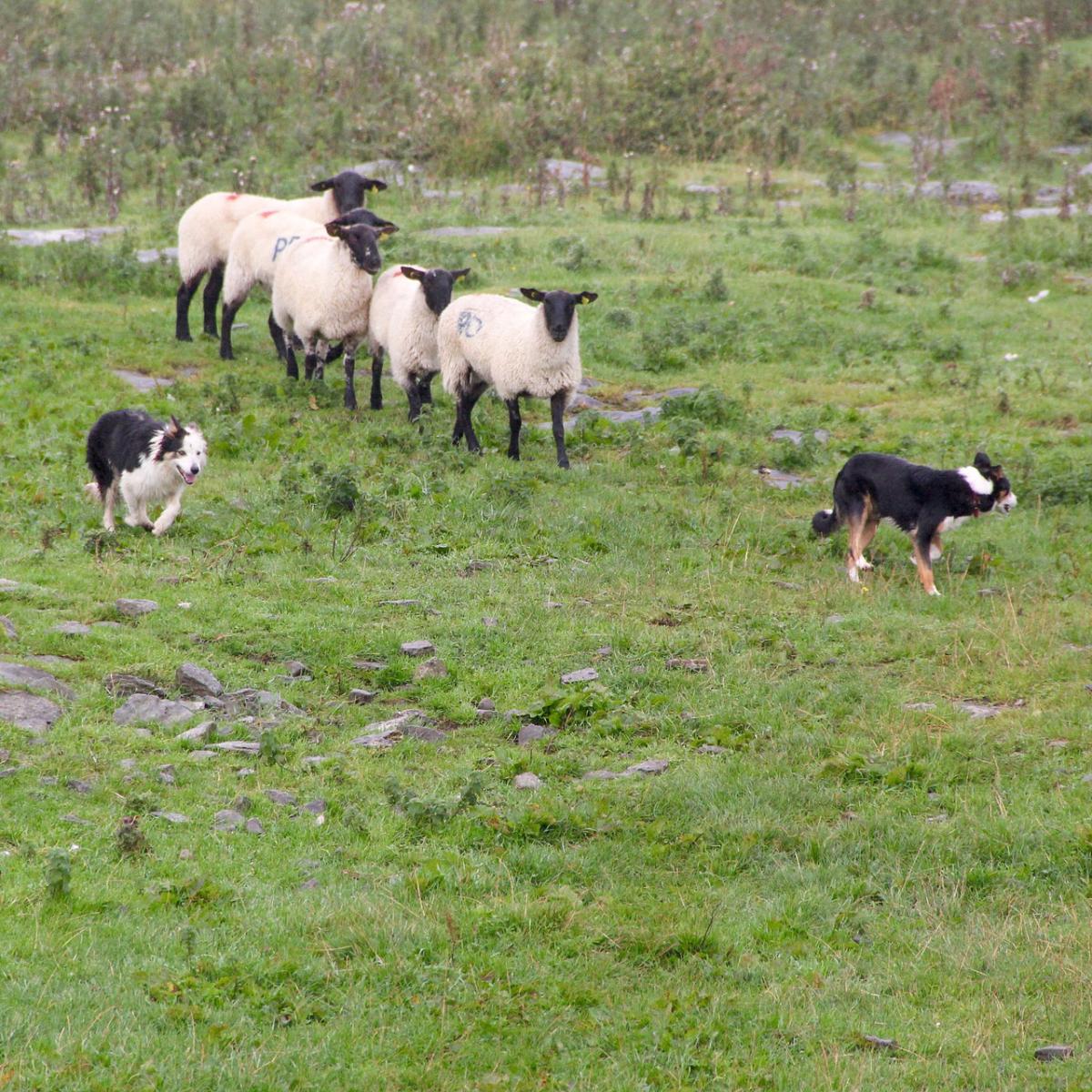 Top 10 de cães pastores