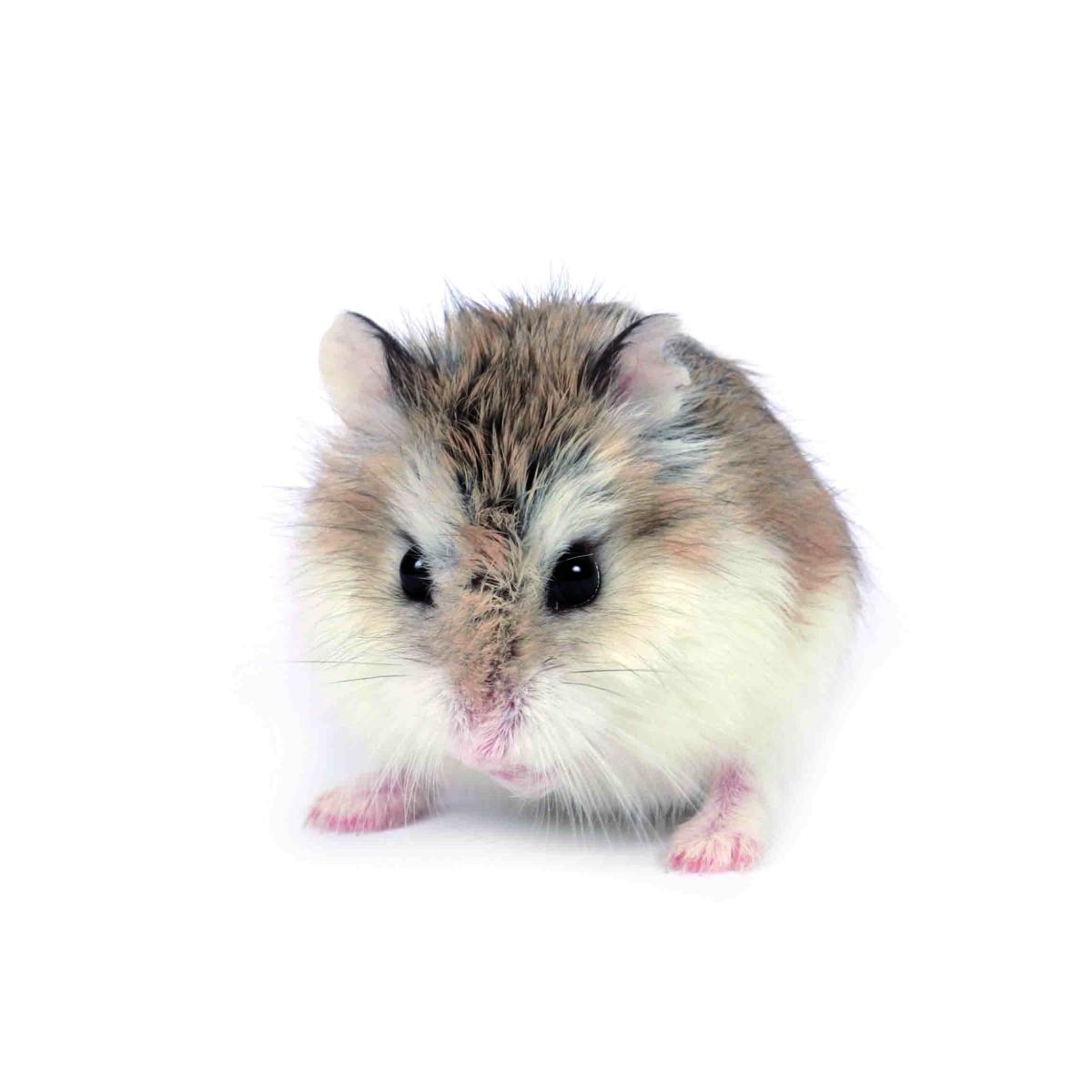 Hamster Roborovski