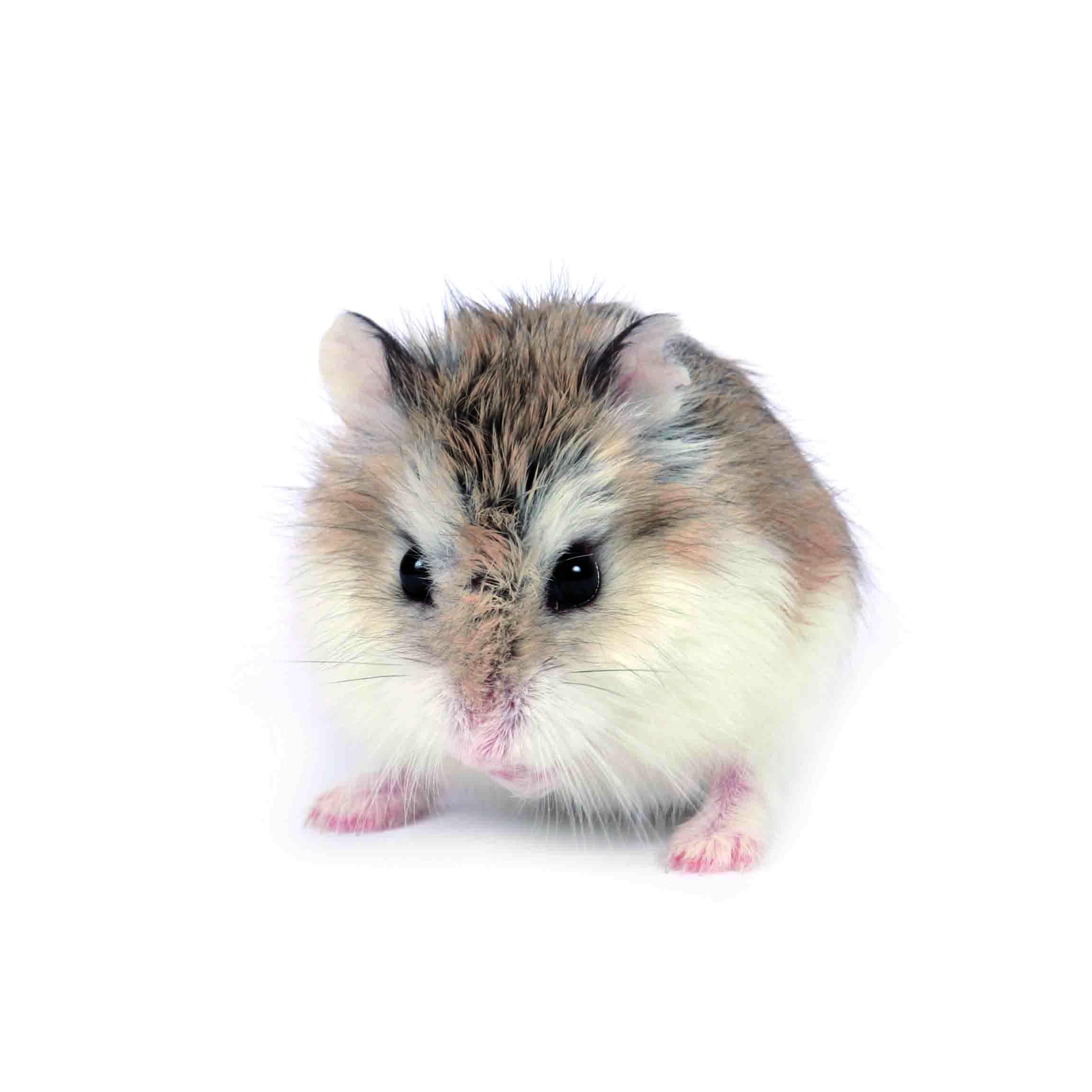 Hamster Roborovski Caracter sticas E Fotos Hamster Roborovski Caracter sticas E Fotos