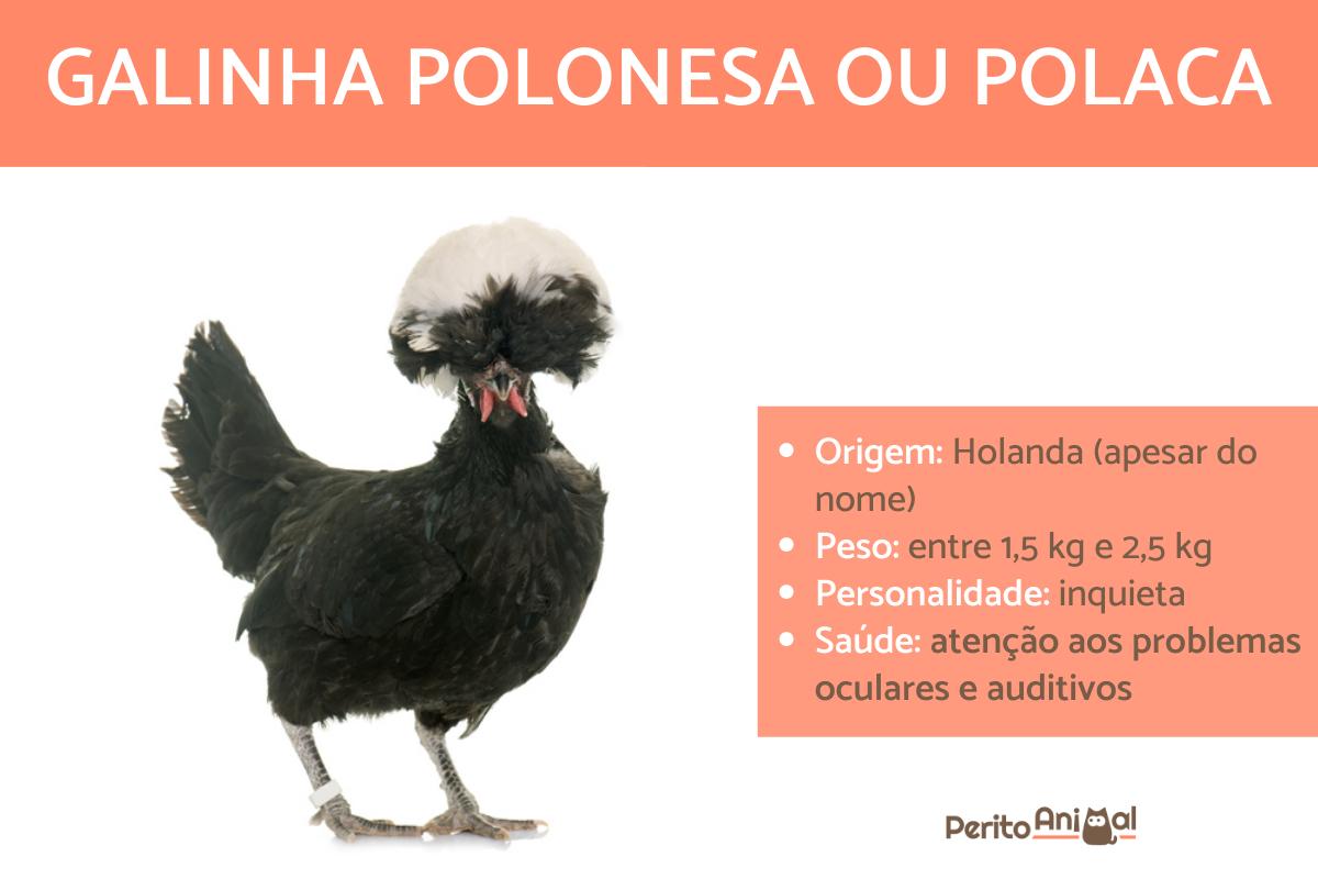Galinha polonesa ou polaca