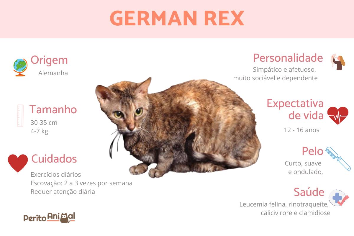Gato german rex ou rex alemão