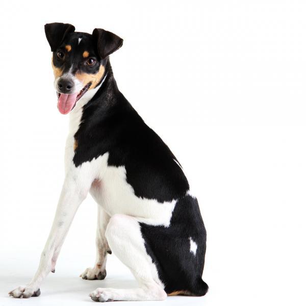 Fox Paulistinha ou Terrier Brasileiro