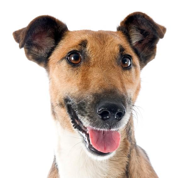 Fox Terrier de pelo liso