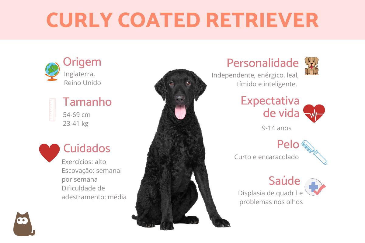 Curly coated retriever