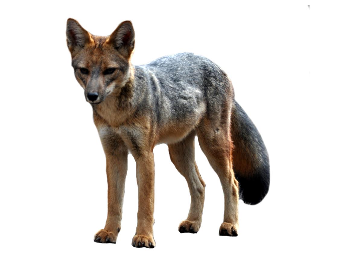 Raposa-andina (Lycalopex culpaeus)