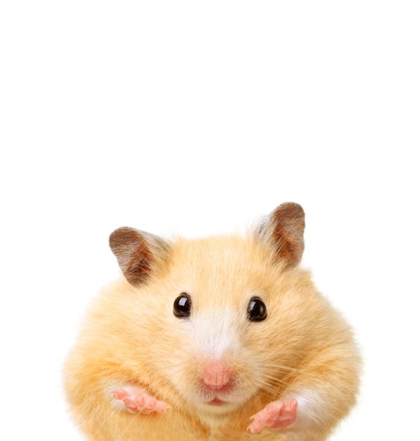 Hamster sírio