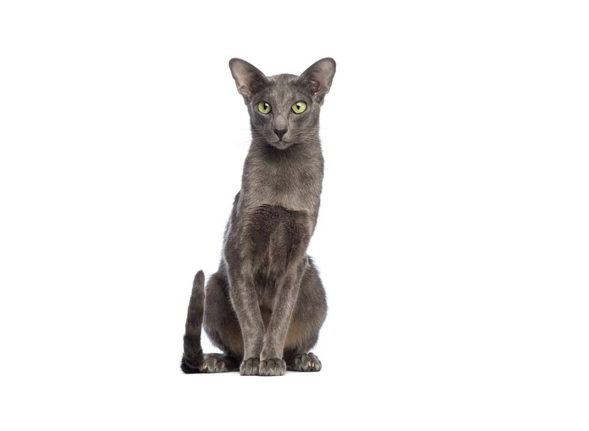 Oriental Shorthair