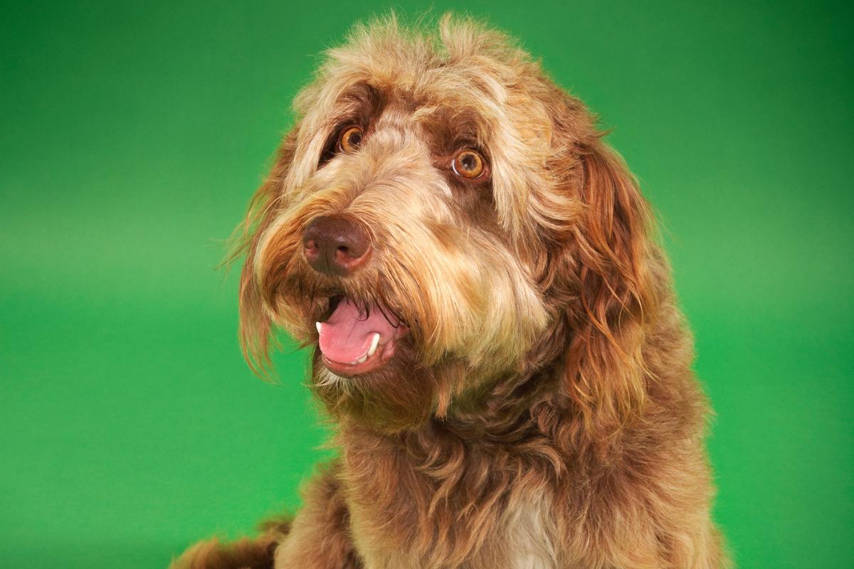 Otterhound ou cão de lontra