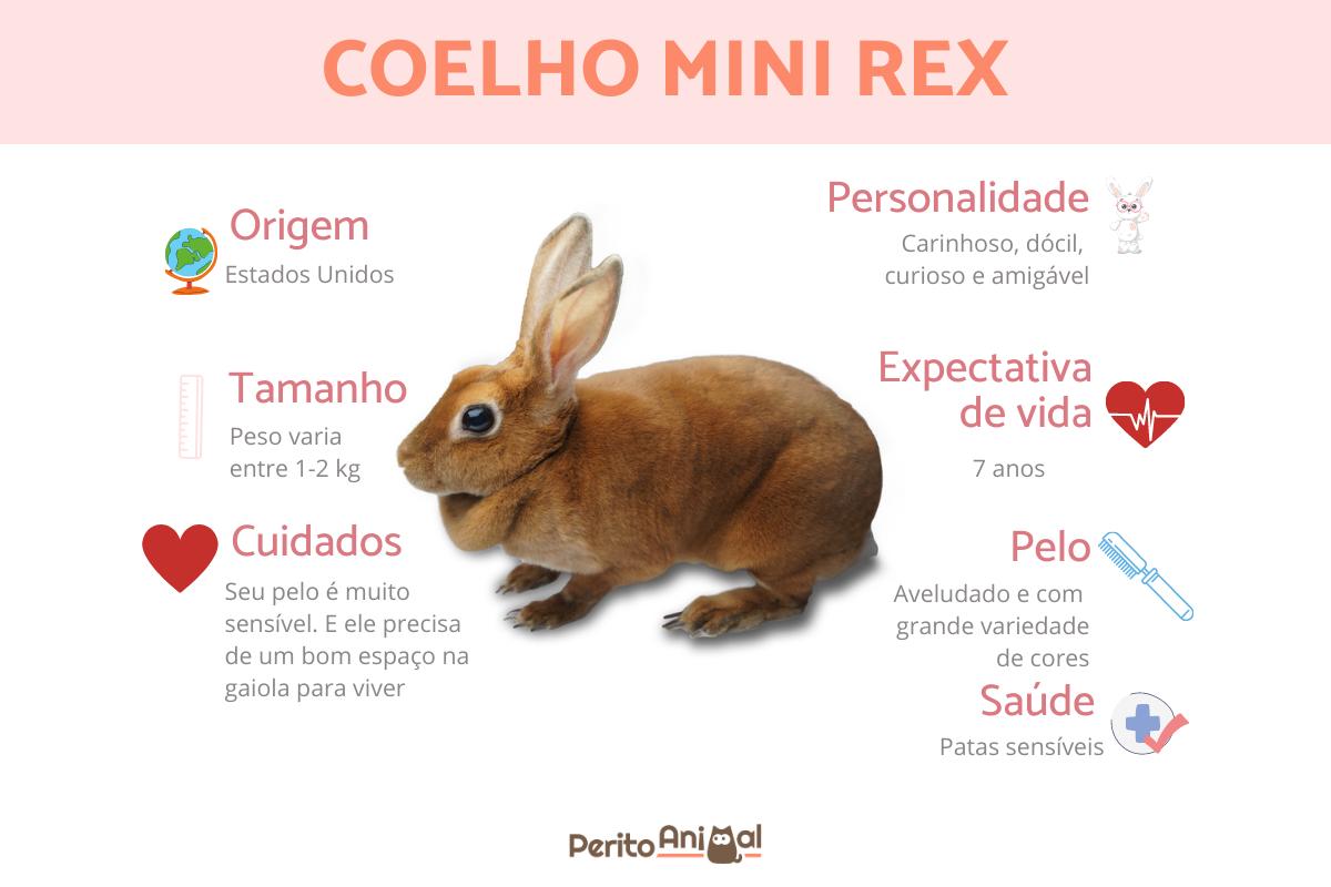 Coelho mini rex