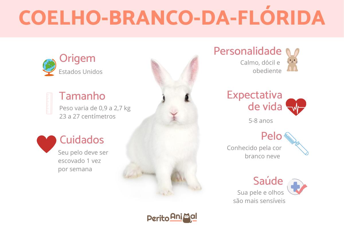 Coelho-branco-da-Flórida