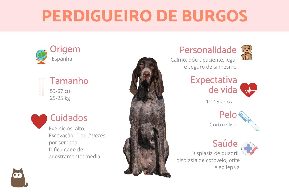 Perdigueiro de Burgos