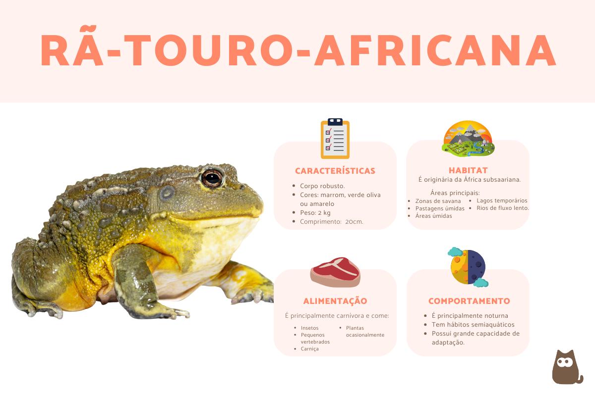 Rã-touro-africana