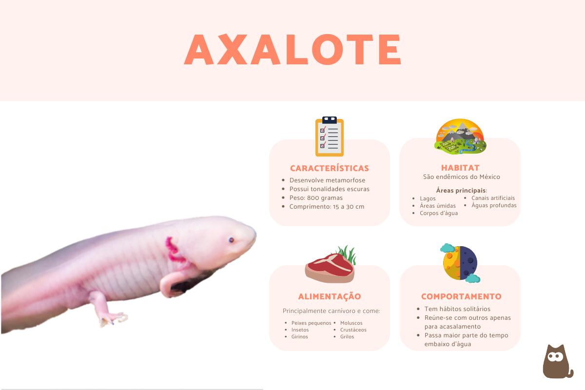 Axolote