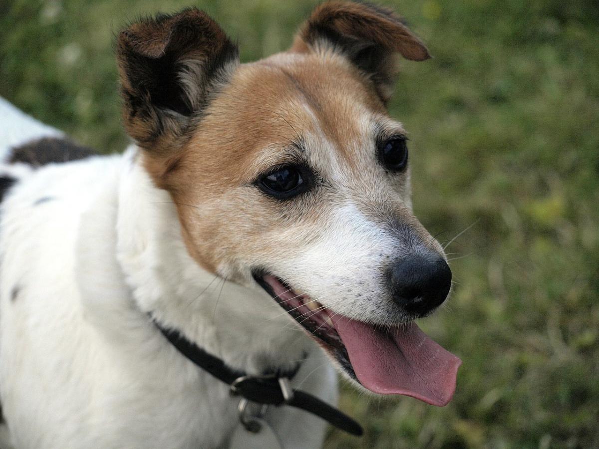 Jack Russell Terrier