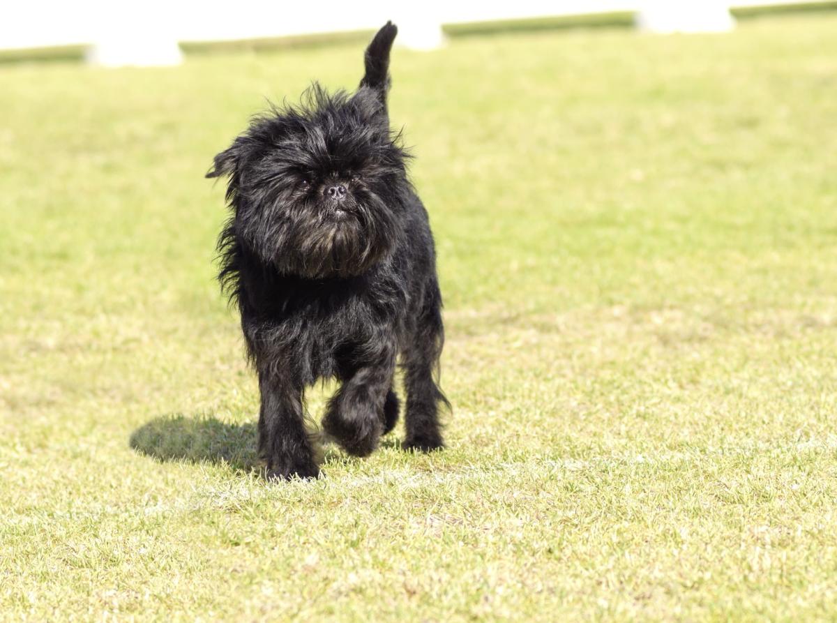 Affenpinscher