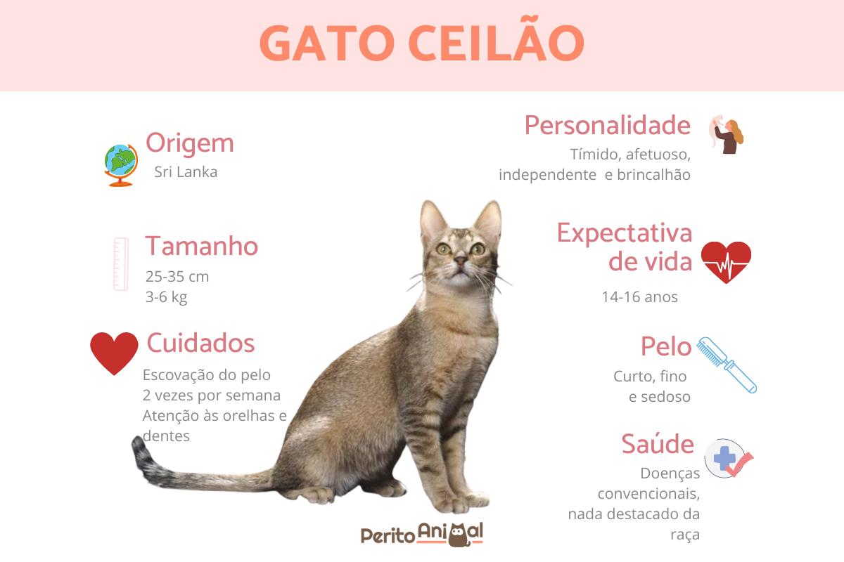 Gato ceilão
