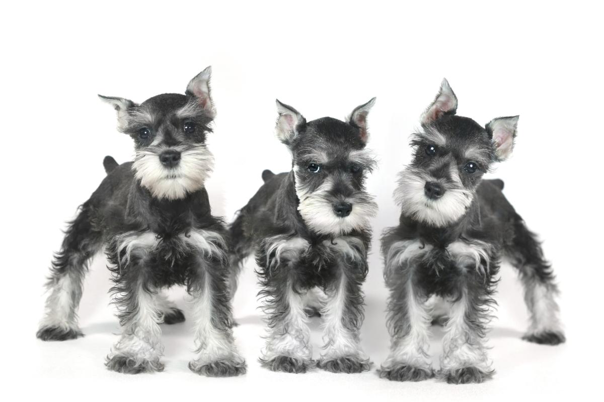 Schnauzer Miniatura