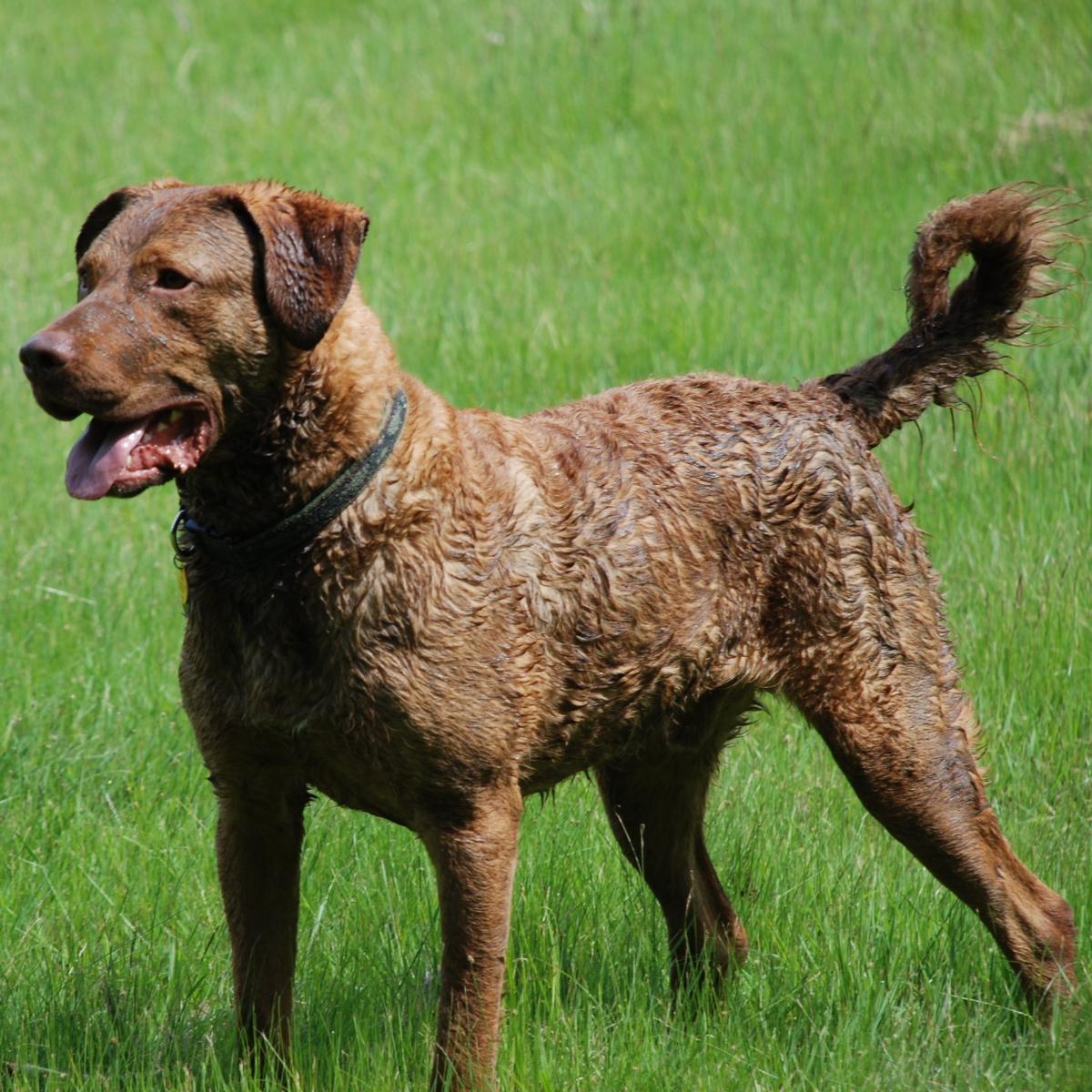 Chesapeake bay retriever