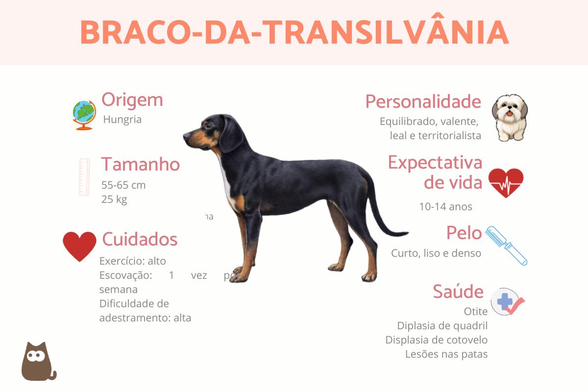 Braco-da-transilvânia