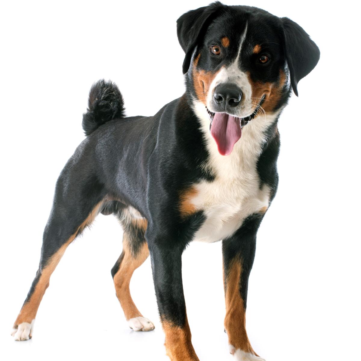 Boiadeiro de Appenzeller