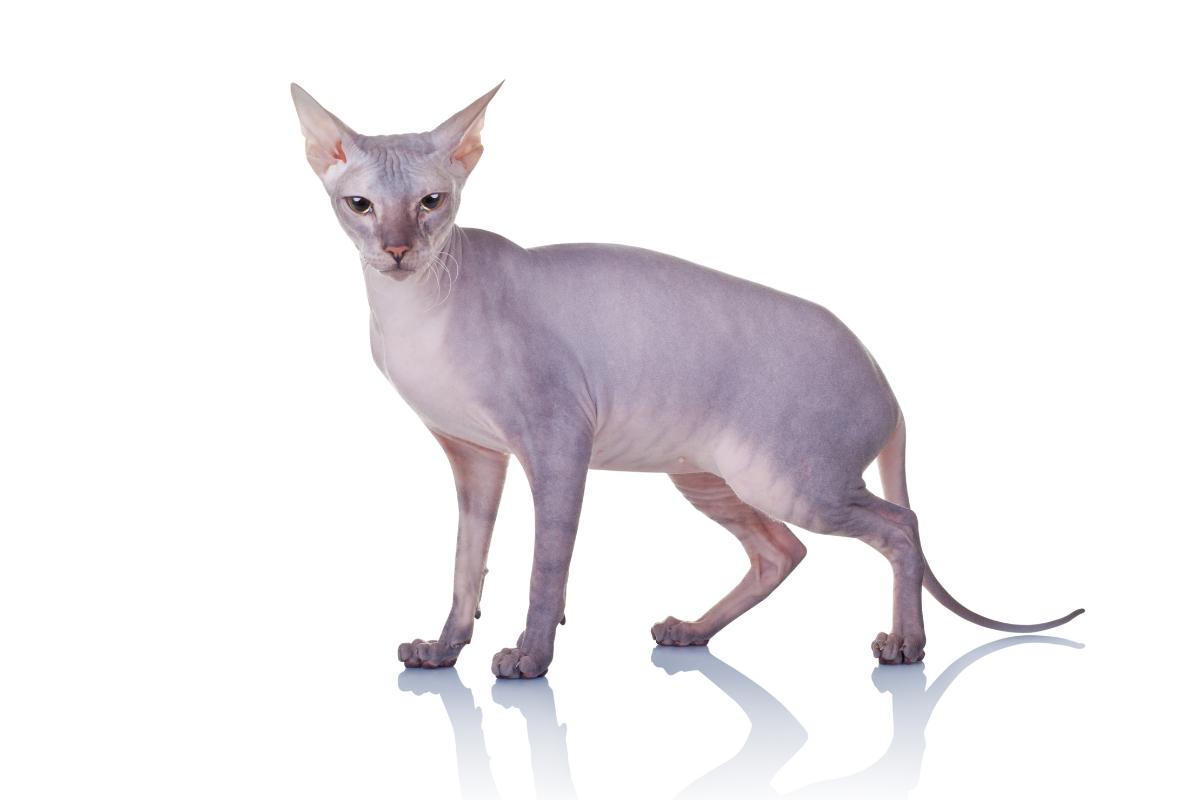 Gato don sphynx ou donskoy