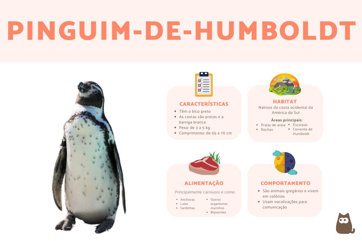 Pinguim-de-humboldt