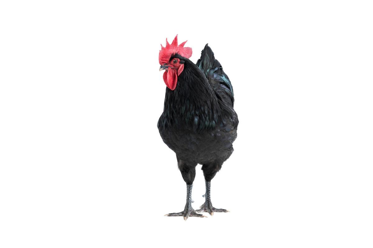 Galinha Australorp